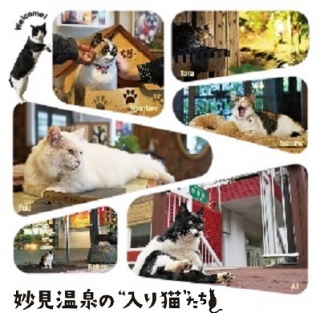 河井蓬写真展『妙見温泉の入り猫たち』開催予告