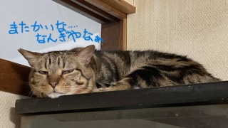 919()͓X̒sǂ̂ߋx
