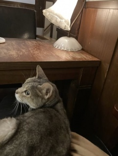 12��25��(��)��17���I�[�v��