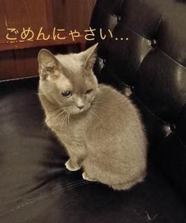 1��31��(�y)��17������20�����̉c��