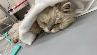 3��5��(��)��17������c��