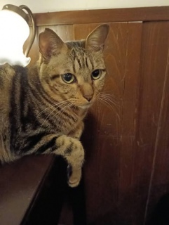 3���㔼�̉c�Ɨ\��